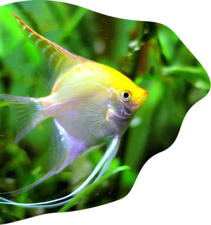 Angelfish Swimming Among Aquatic Plants PNG image