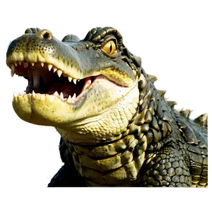 Angry Alligator Graphic PNG 05212024