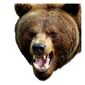 Angry Bear Face Picture Png Uun35 PNG image