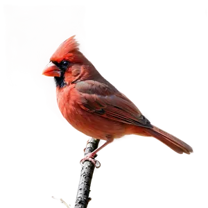 Angry Cardinal Png 05242024 PNG image