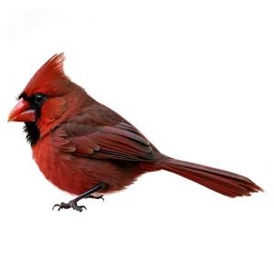 Angry Cardinal Png 48 PNG image