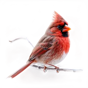 Angry Cardinal Png Uhr20 PNG image