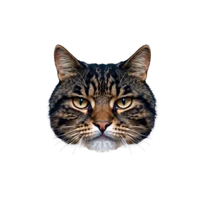 Angry Cat Face Png 39 PNG image