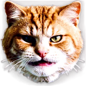 Angry Cat Image PNG Aqh PNG
