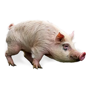 Angry Hog PNG 06252024