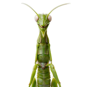 Angry Praying Mantis PNG 06122024