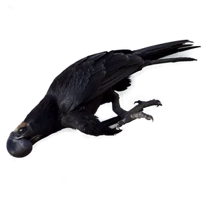 Angry Raven Png Irx PNG image