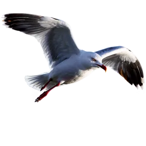 Angry Seagull Png 43 PNG image