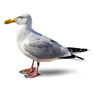 Angry Seagull Png Cju61 PNG image
