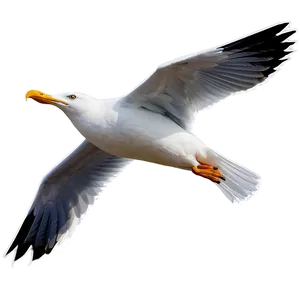 Angry Seagull Png Pft PNG image