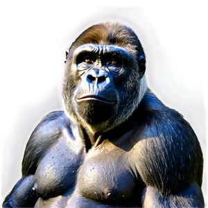 Angry Silverback Gorilla PNG 59