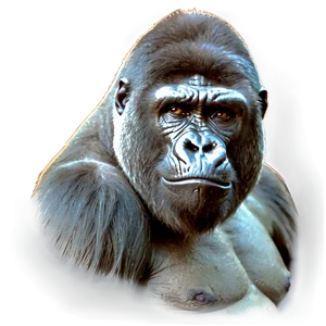 Angry Silverback Gorilla PNG Sep PNG