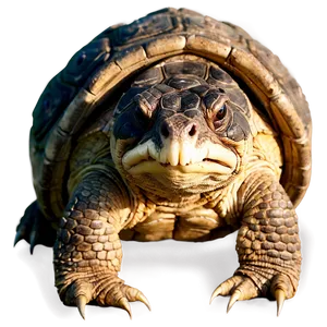 Angry Snapping Turtle Expression Png 20 PNG image