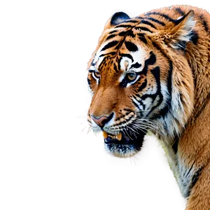 Angry Tiger A