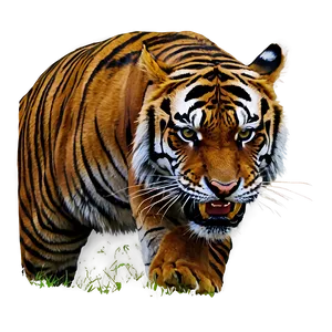 Angry Tiger C