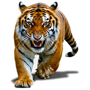Angry Tiger D