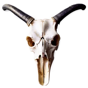 Animal Skull A PNG image