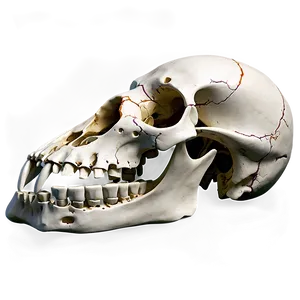 Animal Skull Anatomy PNG 42