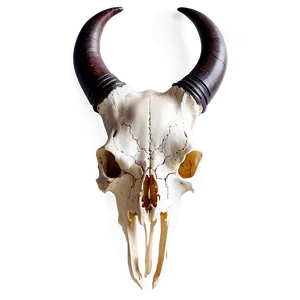 Animal Skull D PNG image