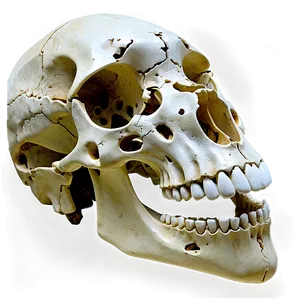 Animal Skull Fossil PNG 06282024