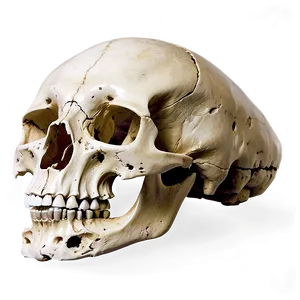 Animal Skull Fossil PNG Qgl47 PNG