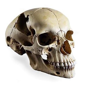 Animal Skull Fossil PNG Xay78 PNG