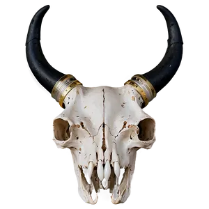 Animal Skull Front View PNG 06282024 PNG