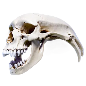 Animal Skull Front View PNG Gcp PNG