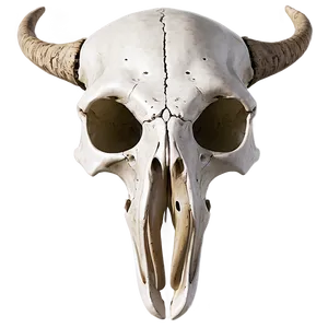 Animal Skull Illustration Png 06282024 PNG image