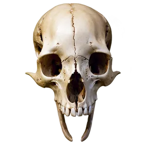 Animal Skull In Nature PNG Lqm56 PNG