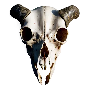 Animal Skull On Black Background PNG Osd