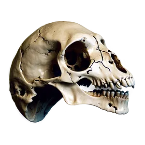 Animal Skull PNG 16 PNG