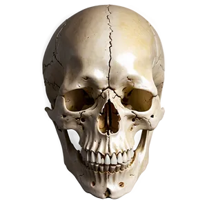 Animal Skull PNG Gvw PNG