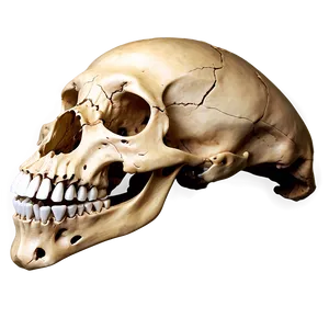 Animal Skull Profile View Png 06282024 PNG image