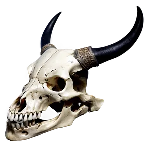 Animal Skull With Horns Png 38 PNG image