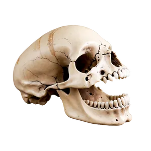 Animal Skull With Spikes PNG 06282024