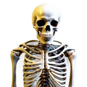 Animal Vs Human Skeleton PNG 54 PNG