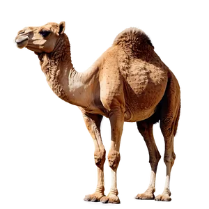 Animated Camel PNG 6