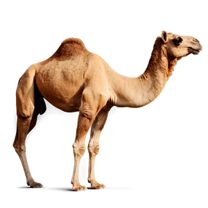 Animated Camel PNG Gkf
