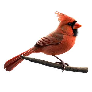 Animated Cardinal Png 05242024 PNG image