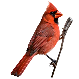 Animated Cardinal Png 77 PNG image