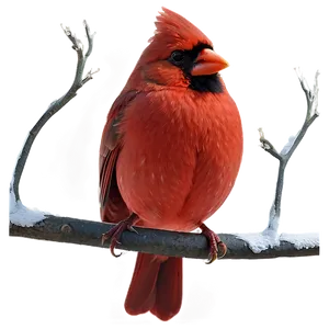 Animated Cardinal Png Kwi PNG image