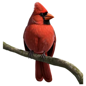 Animated Cardinal Png Lww5 PNG image