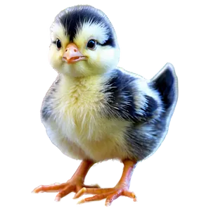 Animated Chick PNG 37 PNG