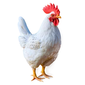 Animated Chicken Png 05042024 PNG image