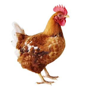 Animated Chicken Png Iyg59 PNG image