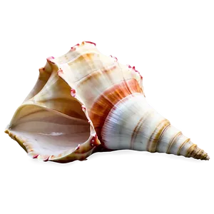 Animated Conch Shell PNG 06132024