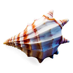 Animated Conch Shell PNG 06132024