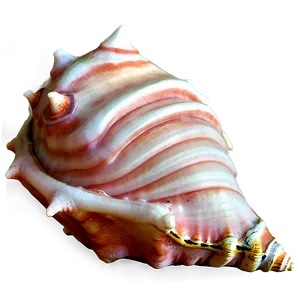 Animated Conch Shell PNG 48