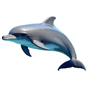 Animated Dolphin Png Ebf PNG image